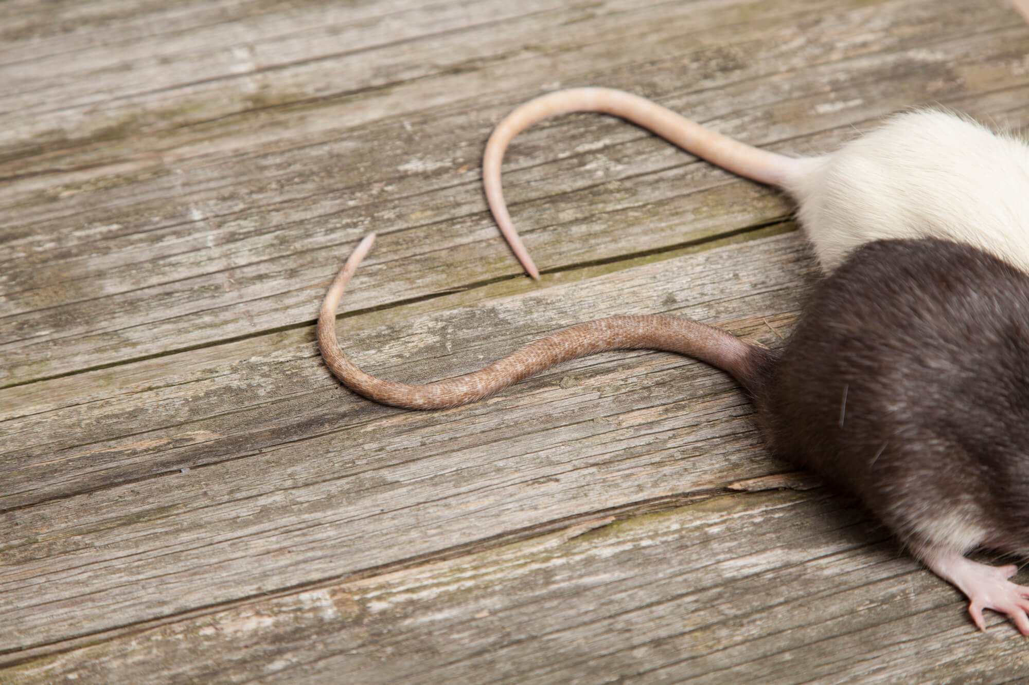 Tails of rats