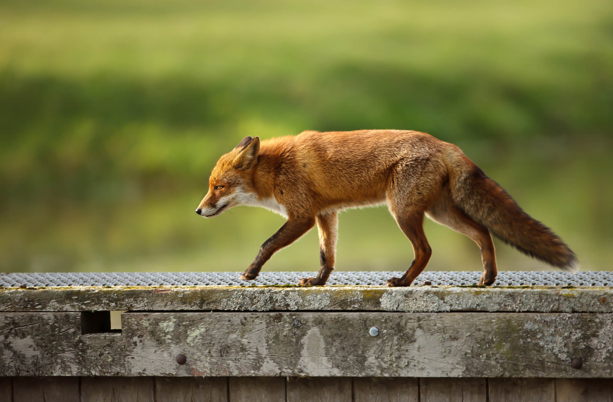 Close up of red fox