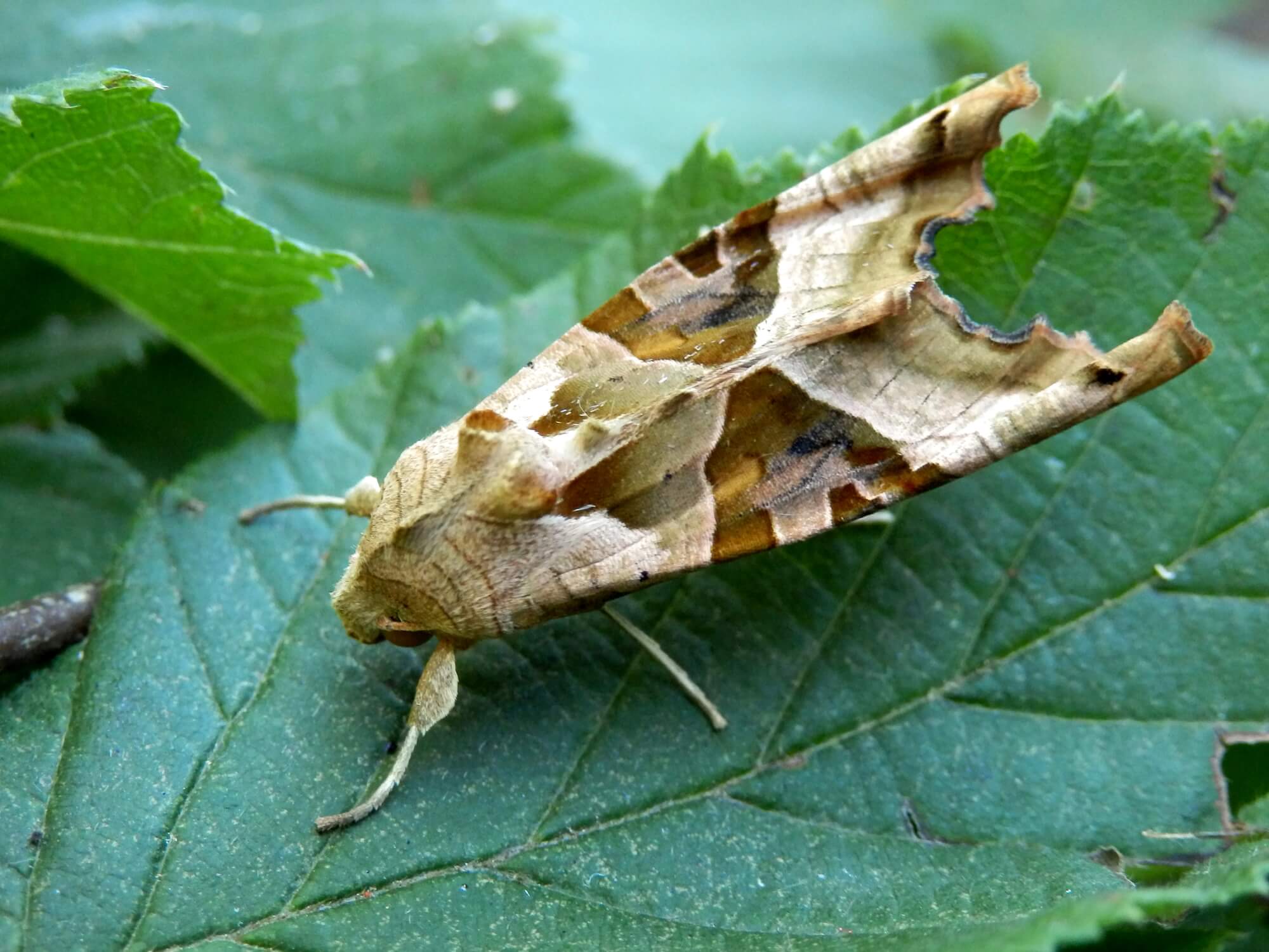 Do Moths Bite People? What You Need to Know Combat Pest Control