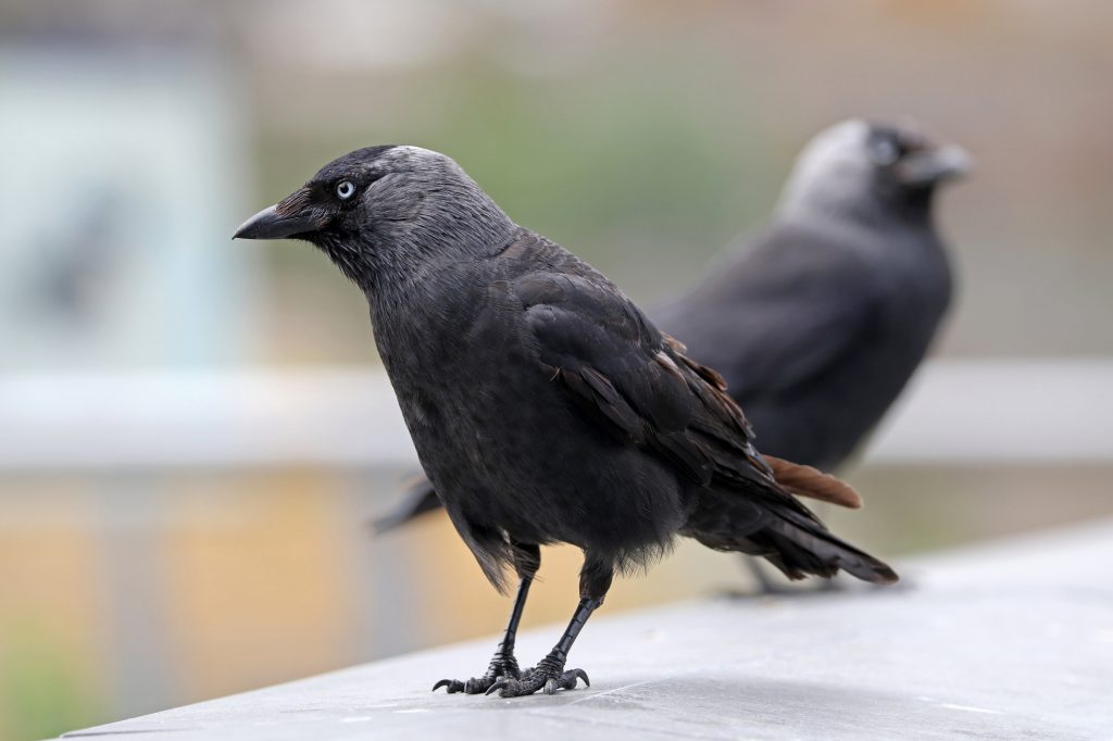 How To Eradicate Jackdaws Swiftly and Effectively